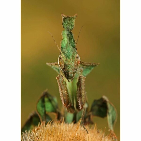 Geistergottesanbeterin - Phyllocrania paradoxa