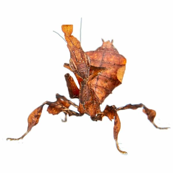 Geistergottesanbeterin - Phyllocrania paradoxa
